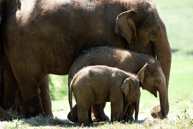 Asian elephants